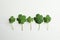 Clover leaves on white table, flat lay. St. Patrick`s Day symbol