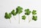 Clover leaves on white table, flat lay. St. Patrick`s Day symbol