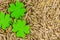 Clover light green, symbol of St. Patrick`s Day lies on a grain brewing basis with copy space