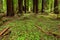 Clover patch of ground cover, dead trees on floor of redwood forest