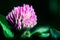 Clover pink flower