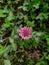 Clover plant, trefoil plant, spring atmosphere, beautiful flower