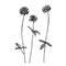 Clover plants. Botanical illustration. Good for cosmetics, medicine, treating, aromatherapy, nursing, package design