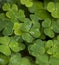 Clover and Raindrops