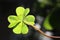 Clover or shamrock on dark background