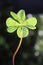 Clover or shamrock on dark background