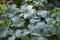 Clover shaped garden plant Oxalis acetosella