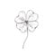 Clover sketch. Hand drawn four leaf clover. Sketch style illustration, isolated on white