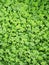 Clover texture. Green grass clover, photo, vertical format