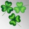 Clover on a transparent background