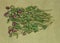 Clover, trefoil. Dry herbs. Herbal medicine, phytotherapy medici
