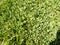 Clover Trifolium growing in a grassy field