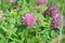 Clover Trifolium medium blooms in a meadow among grasses