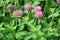 Clover Trifolium medium blooms in a meadow among grasses