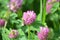 Clover Trifolium medium blooms in a meadow among grasses