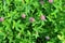 Clover Trifolium medium blooms in a meadow among grasses