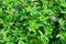 Clover Trifolium medium blooms in a meadow among grasses