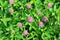 Clover Trifolium medium blooms in a meadow among grasses