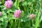 Clover Trifolium medium blooms in a meadow among grasses