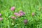 Clover Trifolium medium blooms in a meadow among grasses