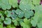 Clover Water Droplets, Water Droplets on Clovers