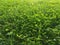 Clover weeds and green grass in the lawn