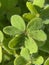 Clover wild plant with water droplets and waterdrop in the moring