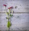 Clover and wildflowers, weathered paint, copyspace, topview