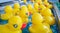 Cloverdale rodeo country fair get back to Country family events Canada Vancouver Surrey rubber yellow ducks float on the