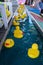 Cloverdale rodeo country fair get back to Country family events Canada Vancouver Surrey rubber yellow ducks float on the