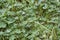 Cloverleaf and raindrops close up, green background, fresh nature