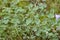 Cloverleaf and raindrops close up, green background, fresh nature