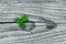 Clovers on grunge old aged wooden background, shamrock leaves, saint patrick`s day