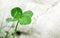 Clovers leaves on stone light background