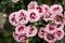 Cloves Turkish. Dianthus barbatus. Garden plants. Flower. Perennial. Close-up.