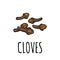 Cloves. Vector color vintage engraved