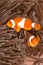 Clow Anemone Fish