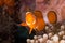 Clow Anemone Fish