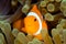 Clown Anemonefish