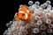 Clown anemonefish (Amphiprion ocellaris) in anemone