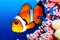 Clown anemonefish (Amphiprion ocellaris). Generative AI