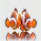 Clown anemonefish (Amphiprion percula).. Generative AI