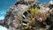 Clown Anemonefish in coral reef