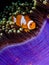 Clown anemonefish hiding in an anemone