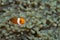 Clown anemonefish in its host anemone