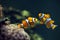 Clown anemonefish, Orange clownfish - Amphiprion percula