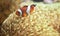 A clown anemonefish swimming in its anemone