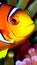 Clown anemonefish wallpapers for I pad, Notebook cover, I phone, tab mobile high quality images.