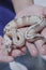 Clown ball python snake exotic wildlife