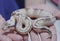 Clown ball python snake exotic wildlife